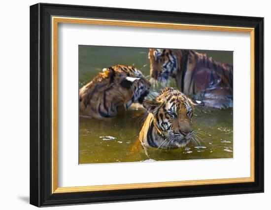 Young Tigers Playing in Water, Indochinese Tiger, Thailand-Peter Adams-Framed Photographic Print