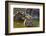 Young Tigers Playing in Water, Indochinese Tiger, Thailand-Peter Adams-Framed Photographic Print