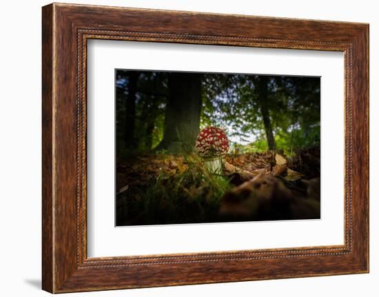 Young Toadstool in Autumn-Falk Hermann-Framed Photographic Print