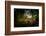 Young Toadstool in Autumn-Falk Hermann-Framed Photographic Print