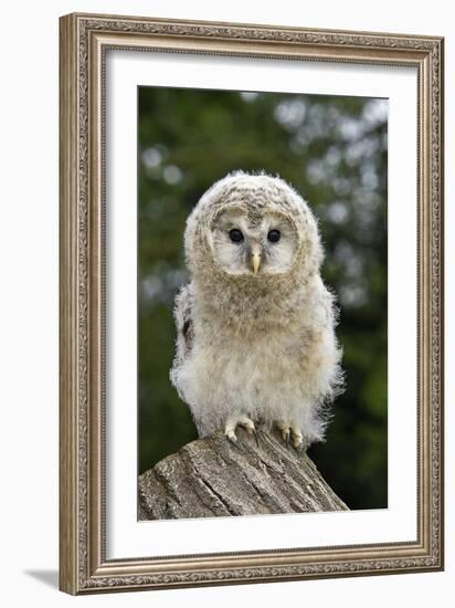 Young Ural Owl-Linda Wright-Framed Photographic Print