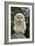 Young Ural Owl-Linda Wright-Framed Photographic Print