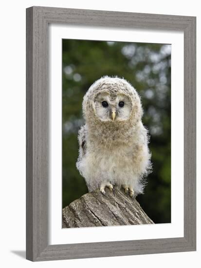 Young Ural Owl-Linda Wright-Framed Photographic Print