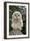 Young Ural Owl-Linda Wright-Framed Photographic Print