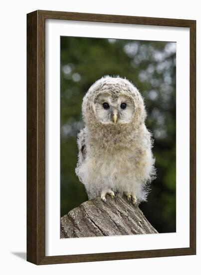 Young Ural Owl-Linda Wright-Framed Photographic Print