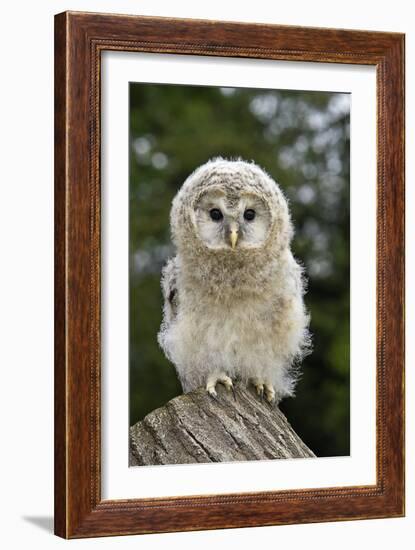 Young Ural Owl-Linda Wright-Framed Photographic Print