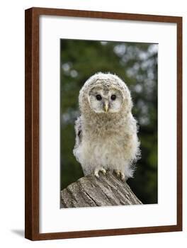 Young Ural Owl-Linda Wright-Framed Photographic Print