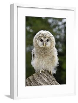Young Ural Owl-Linda Wright-Framed Photographic Print