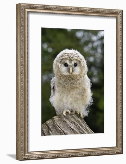 Young Ural Owl-Linda Wright-Framed Photographic Print