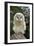 Young Ural Owl-Linda Wright-Framed Photographic Print