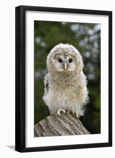 Young Ural Owl-Linda Wright-Framed Photographic Print