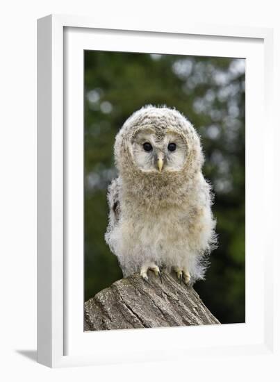 Young Ural Owl-Linda Wright-Framed Photographic Print