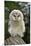 Young Ural Owl-Linda Wright-Mounted Photographic Print