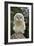 Young Ural Owl-Linda Wright-Framed Photographic Print