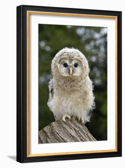 Young Ural Owl-Linda Wright-Framed Photographic Print