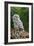 Young Ural Owl-Linda Wright-Framed Photographic Print