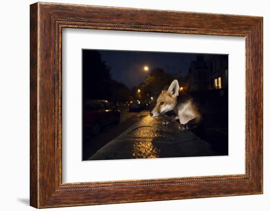 Young Urban Red Fox (Vulpes Vulpes). Bristol, UK. August-Sam Hobson-Framed Photographic Print