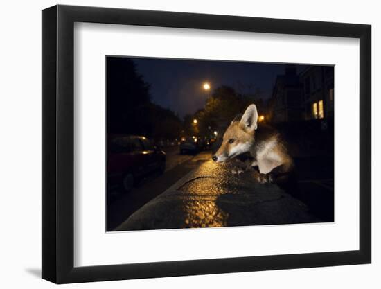 Young Urban Red Fox (Vulpes Vulpes). Bristol, UK. August-Sam Hobson-Framed Photographic Print