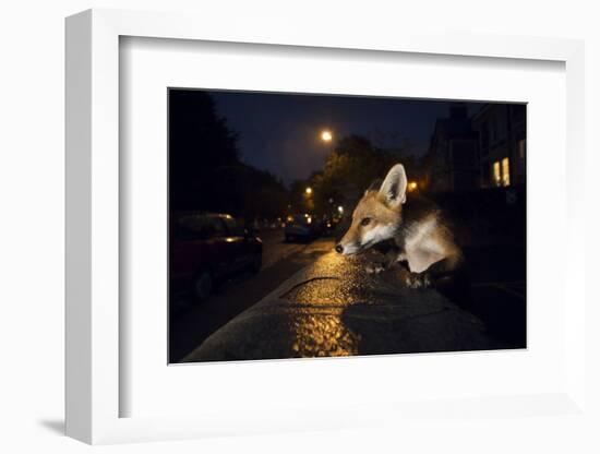 Young Urban Red Fox (Vulpes Vulpes). Bristol, UK. August-Sam Hobson-Framed Photographic Print