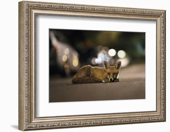 Young Urban Red Fox (Vulpes Vulpes) Lying in Road with Street Lights Behind. Bristol, UK, August-Sam Hobson-Framed Photographic Print