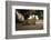 Young Urban Red Fox (Vulpes Vulpes) Lying in Road with Street Lights Behind. Bristol, UK, August-Sam Hobson-Framed Photographic Print