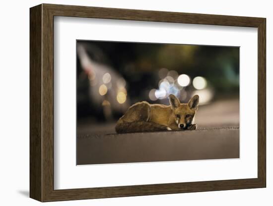 Young Urban Red Fox (Vulpes Vulpes) Lying in Road with Street Lights Behind. Bristol, UK, August-Sam Hobson-Framed Photographic Print