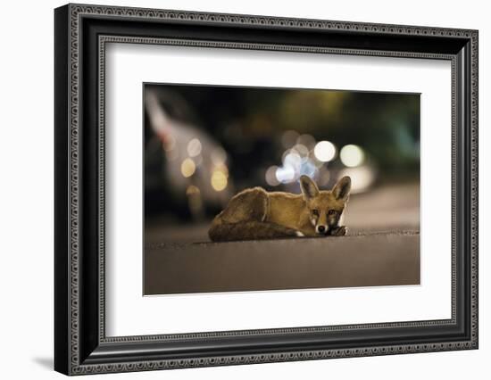 Young Urban Red Fox (Vulpes Vulpes) Lying in Road with Street Lights Behind. Bristol, UK, August-Sam Hobson-Framed Photographic Print