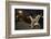 Young Urban Red Fox (Vulpes Vulpes) Poking its Head Up over a Wall. Bristol, UK, August-Sam Hobson-Framed Photographic Print