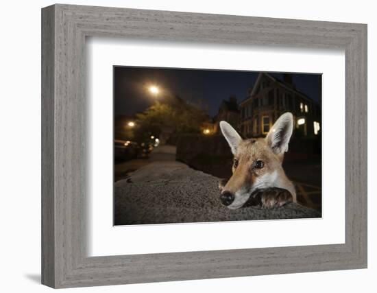 Young Urban Red Fox (Vulpes Vulpes) Poking its Head Up over a Wall. Bristol, UK, August-Sam Hobson-Framed Photographic Print