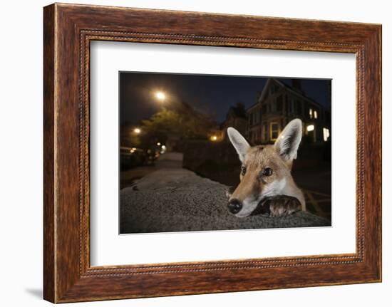 Young Urban Red Fox (Vulpes Vulpes) Poking its Head Up over a Wall. Bristol, UK, August-Sam Hobson-Framed Photographic Print