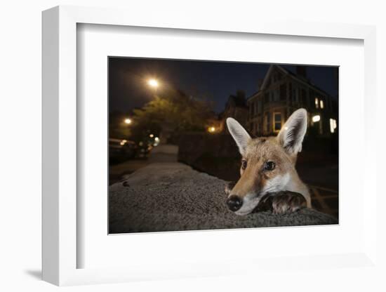 Young Urban Red Fox (Vulpes Vulpes) Poking its Head Up over a Wall. Bristol, UK, August-Sam Hobson-Framed Photographic Print