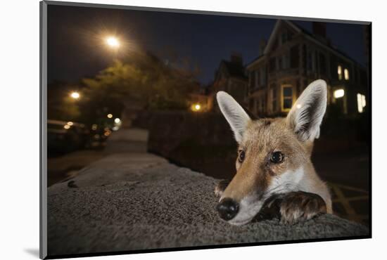 Young Urban Red Fox (Vulpes Vulpes) Poking its Head Up over a Wall. Bristol, UK, August-Sam Hobson-Mounted Photographic Print