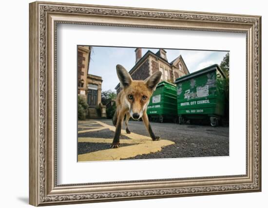 Young Urban Red Fox (Vulpes Vulpes) Standing In Front Of Bristol City Council Dustbins-Sam Hobson-Framed Photographic Print