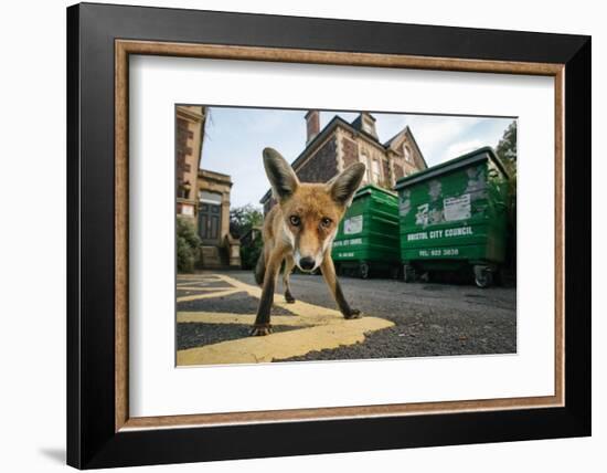 Young Urban Red Fox (Vulpes Vulpes) Standing In Front Of Bristol City Council Dustbins-Sam Hobson-Framed Photographic Print