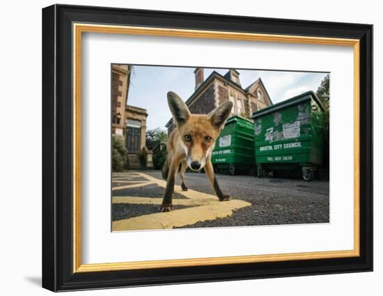 Young Urban Red Fox (Vulpes Vulpes) Standing In Front Of Bristol City Council Dustbins-Sam Hobson-Framed Photographic Print