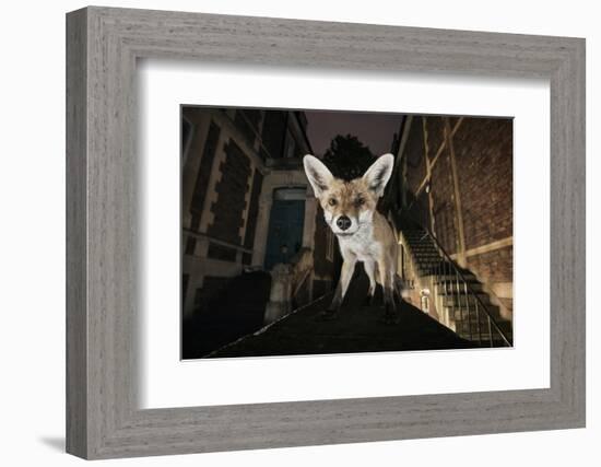 Young Urban Red Fox (Vulpes Vulpes) Standing on a Wall at Night-Sam Hobson-Framed Photographic Print