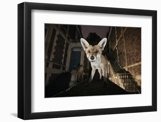 Young Urban Red Fox (Vulpes Vulpes) Standing on a Wall at Night-Sam Hobson-Framed Photographic Print