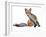 Young Vixen Grooming, 2021, (mixed media)-Mark Adlington-Framed Giclee Print