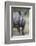 Young White Rhinoceros (Ceratotherium Simum), Kruger National Park, South Africa, Africa-James Hager-Framed Photographic Print