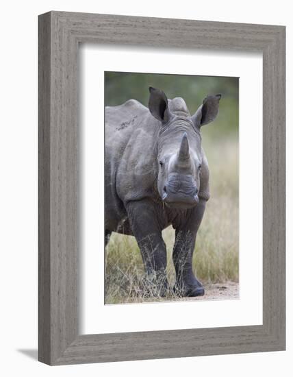 Young White Rhinoceros (Ceratotherium Simum), Kruger National Park, South Africa, Africa-James Hager-Framed Photographic Print