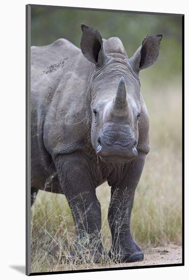 Young White Rhinoceros (Ceratotherium Simum), Kruger National Park, South Africa, Africa-James Hager-Mounted Photographic Print