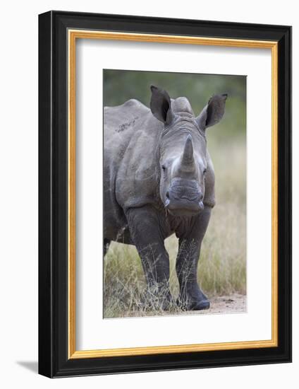 Young White Rhinoceros (Ceratotherium Simum), Kruger National Park, South Africa, Africa-James Hager-Framed Photographic Print