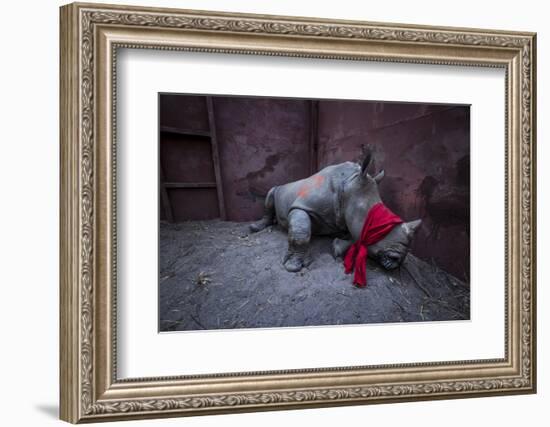 Young White rhinoceros in a reinforced steel boma, before being released into the wild-Neil Aldridge-Framed Photographic Print