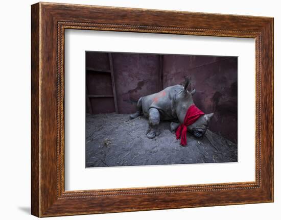 Young White rhinoceros in a reinforced steel boma, before being released into the wild-Neil Aldridge-Framed Photographic Print