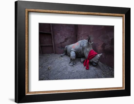 Young White rhinoceros in a reinforced steel boma, before being released into the wild-Neil Aldridge-Framed Photographic Print