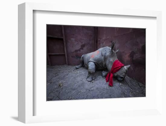 Young White rhinoceros in a reinforced steel boma, before being released into the wild-Neil Aldridge-Framed Photographic Print