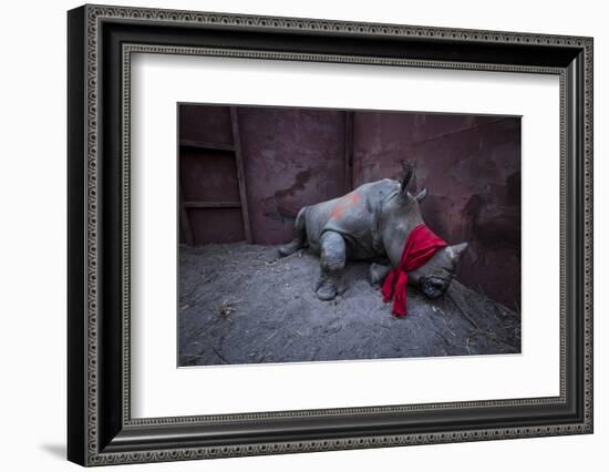 Young White rhinoceros in a reinforced steel boma, before being released into the wild-Neil Aldridge-Framed Photographic Print