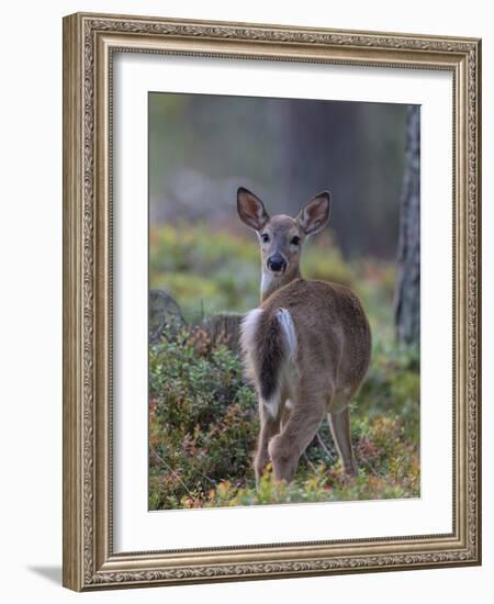 Young White-tailed deer alert, Finland-Jussi Murtosaari-Framed Photographic Print