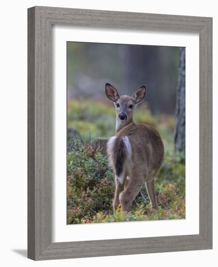 Young White-tailed deer alert, Finland-Jussi Murtosaari-Framed Photographic Print