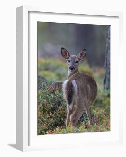 Young White-tailed deer alert, Finland-Jussi Murtosaari-Framed Photographic Print
